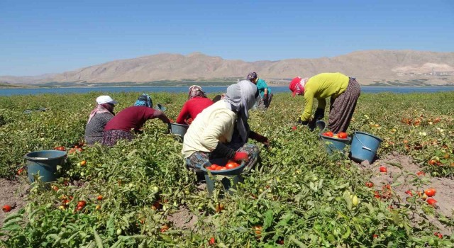 Malatyada suların çekildiği baraj sahasında tarımsal üretim