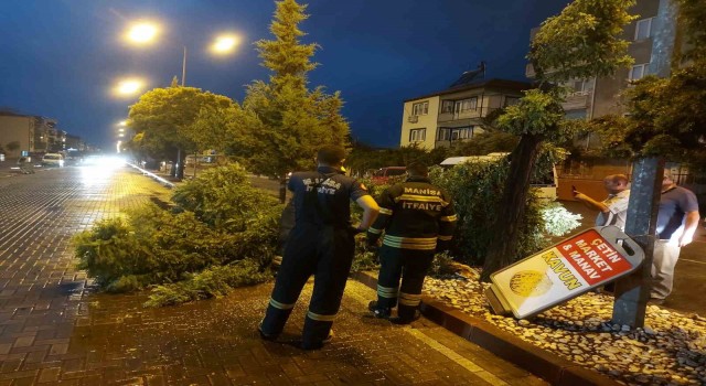 Manisada fırtına ağaçları devirdi