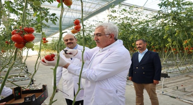 Milletvekili Özden domates hasadı