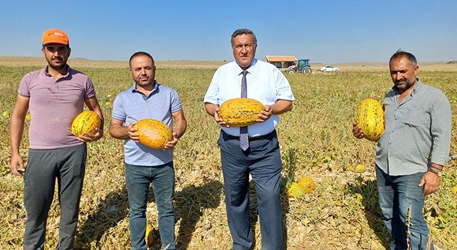 "Niğde'de kavun üreticileri mağdur oldu"
