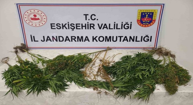 Ormanlık alanda kenevir yetiştiren şahıslar hakkında işlem başlatıldı