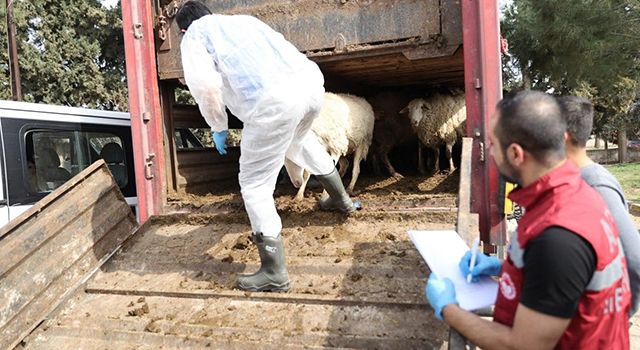 Osmaniye ve diğer illerde bedelsiz hayvan dağıtımı tamamlandı