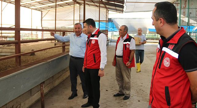Osmaniye'de Şap Aşılama Kampanyası Başladı