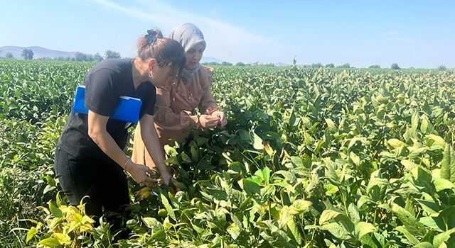 Osmaniye'de Soya Arazileri Ürün Kontrolleri Devam Ediyor