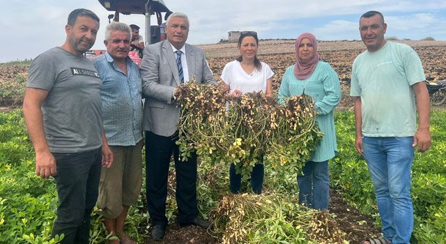 Osmaniye'de yerfıstığı hasadı başladı