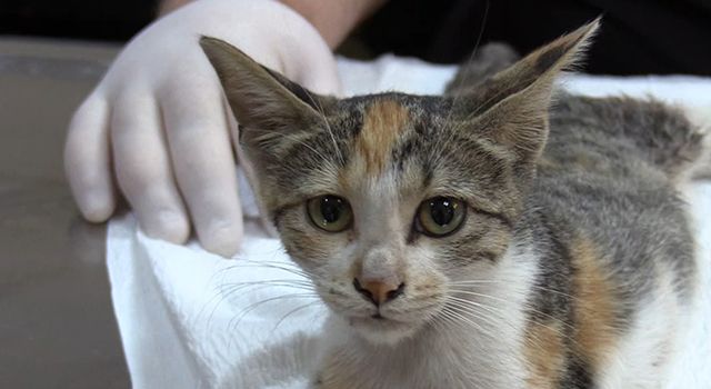 Otomobil Çarpan Yavru Kedi Tedavi Altına Alındı