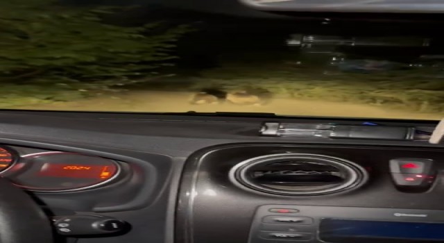Otomobilden kaçan yavru ayılar görüntülendi