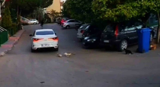 Otomobilin ezdiği kedinin yardımına diğer sokak kedileri koştu