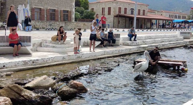 Pelikan Tosun bu yaz da Foçayı tercih etti