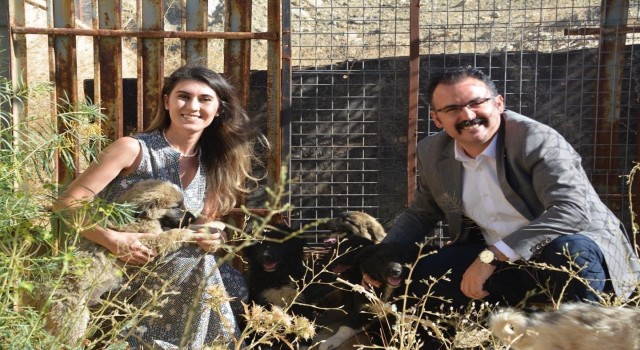 Sahipsiz yavru köpeklere kaymakam ve eşi sahip çıktı