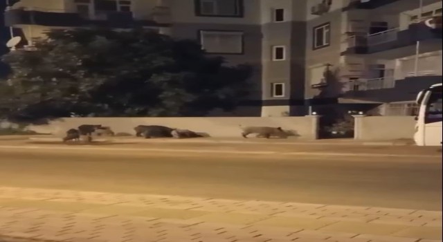 Şehre inip evlerin kapısına dayanan domuz sürüsü, site sakinlerini dışarıda mahsur bıraktı