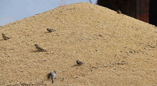 Sivasta tüccarlarda hububat alımı yoğunluğu