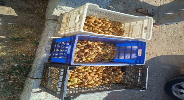 Sultanhisarda incir hırsızı yakalandı