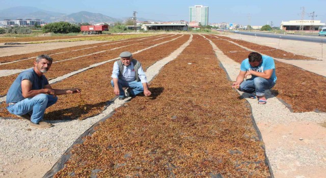 Tariş kurum üzüm taban fiyatını açıkladı