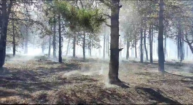 Tekirdağdaki orman yangını kontrol altına alındı