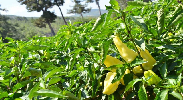 Tescilli Kale biberinde hasat devam ediyor