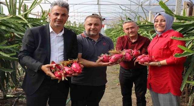 Tropikal meyve olan Ejderin Bilecikte ilk hasadı yapıldı