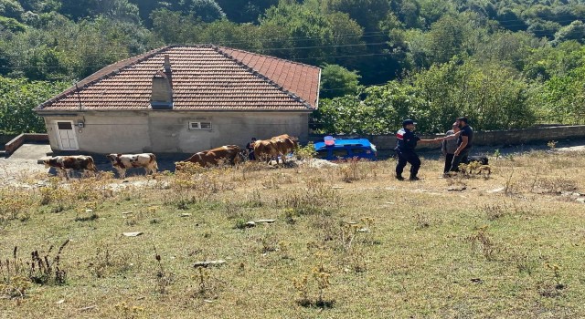 Vatandaşın kayıp hayvanlarını jandarma buldu