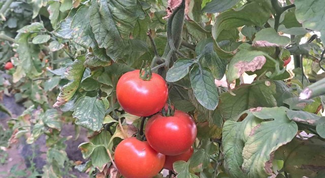 Adilcevazdaki seralarda domates üretimi devam ediyor