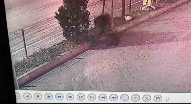Anne ayı ve yavrusu Safranboluyu mesken tuttu