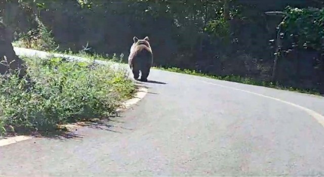 Asfalt yola inen boz ayı böyle görüntülendi