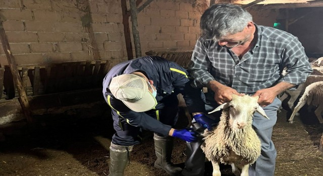Aslanapada küçükbaş ve büyükbaş hayvan aşılama çalışmaları