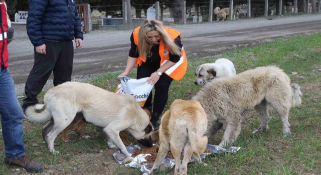 Atakum Belediyesinden patili dostlara 32 ton mama desteği