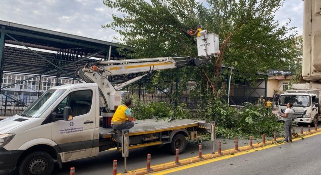 Aydında ağaçlar budanıyor