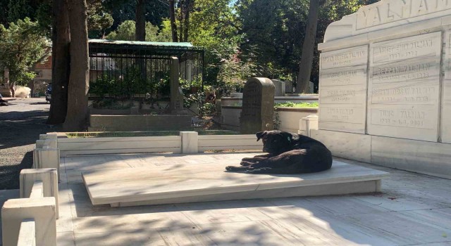 Başıboş köpekler Süleyman Sebanın mezarını tahrip etti