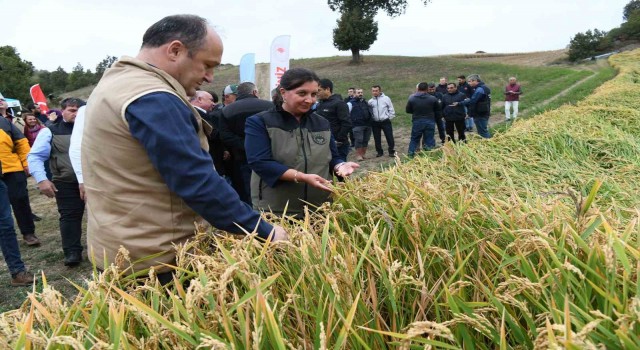 Çanakkalede Damlaya Damlaya Çeltik Olur hasat programı