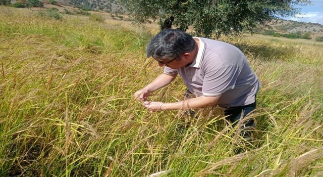 Çömlek patlatan pirincin hasat dönemi geldi