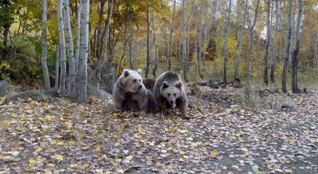 Doğa fotoğrafçısının ayılarla Kürtçe diyaloğu gülümsetti