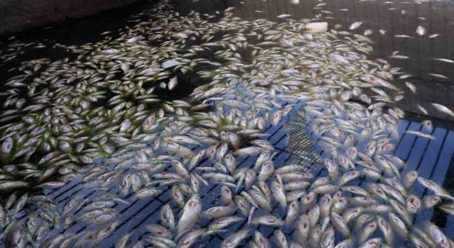 Edirnede toplu balık ölümleri