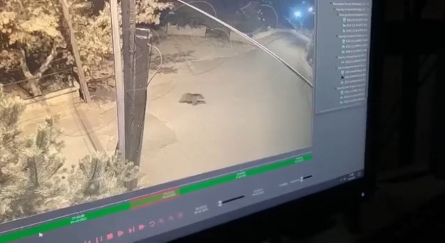 Gümüşhanede okul bahçesine giren ayı kameralara yakalandı