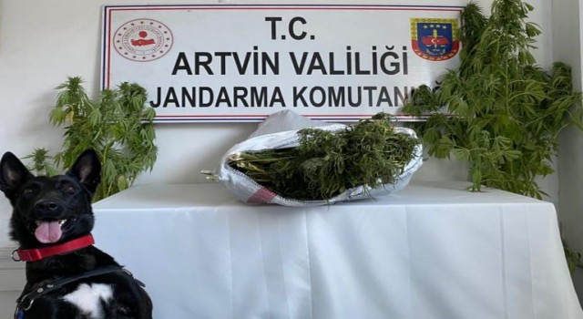 Jandarma uyuşturucu tacirlerine göz açtırmıyor