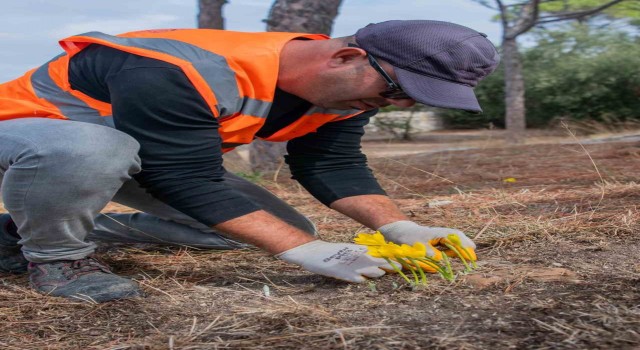 Kuşadası Belediyesi Sarı Çiğdem Çiçeğini koruma altına aldı