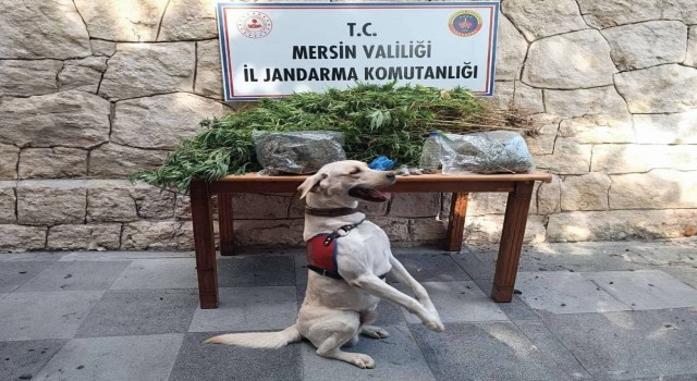 Mersinde 358 kök kenevir bitkisi ele geçirildi