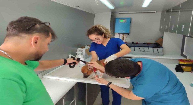 Muğlada 62 bin 63 evcil hayvana mikroçip takıldı