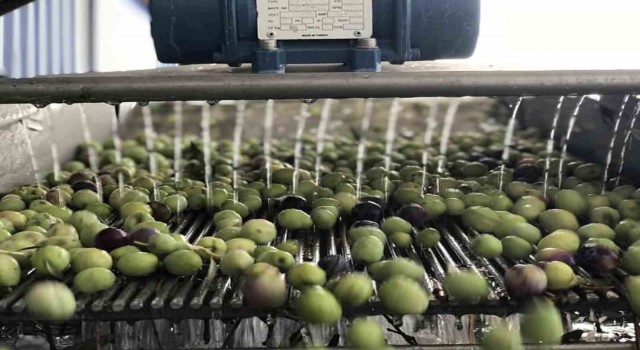 Mutta 269 bin dekar alanda 15 milyon ağaçta zeytin hasadı başladı