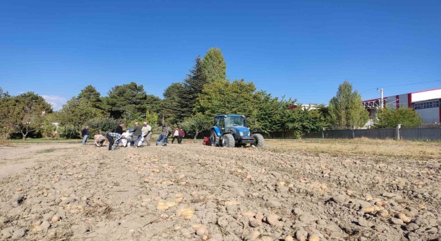 Niğdede yerli patates ‘Leventbeyde hasat dönemi başladı