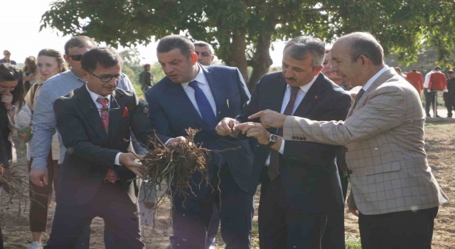 Osmanlı İmparatorluğunun ”Edirne Kırmızısı” hasat edildi