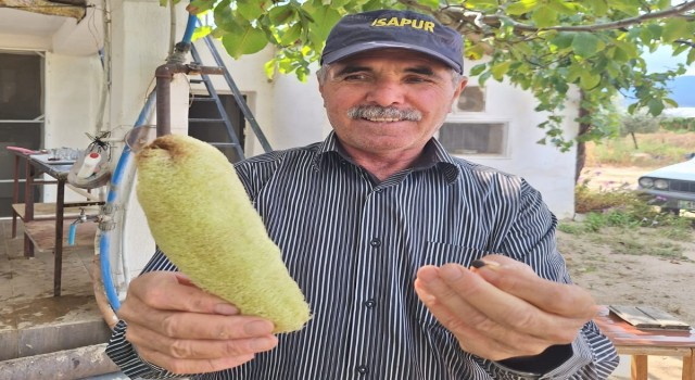 Manisa Sarıgöl'de Hediye Olarak Verilen Tohumdan Bereket Fışkırdı!
