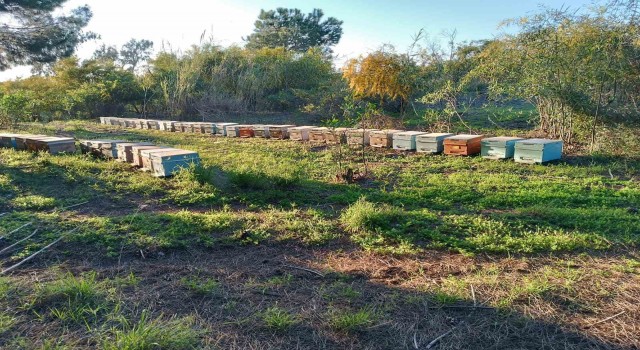 Şırnakta dört ayrı dağın zirvesinde en tatlı hasat başladı