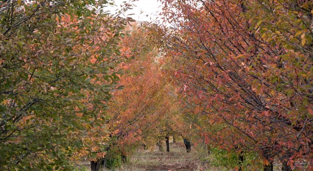 Sivasta yağlıboya tablosu gibi manzara