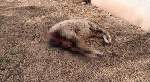 Sokak köpekleri koyunu telef etti