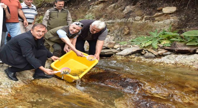 Trabzonda 5 bin kırmızı benekli doğal alabalık yavrusu bırakıldı