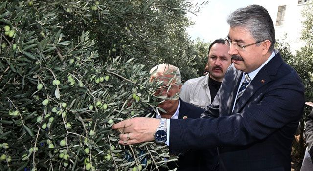 Vali Yılmaz, Zeytin Hasadına Katıldı