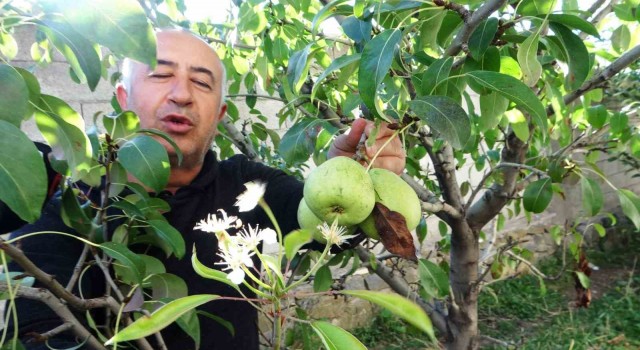 Vanda çiçek açan armut ağacı şaşırttı