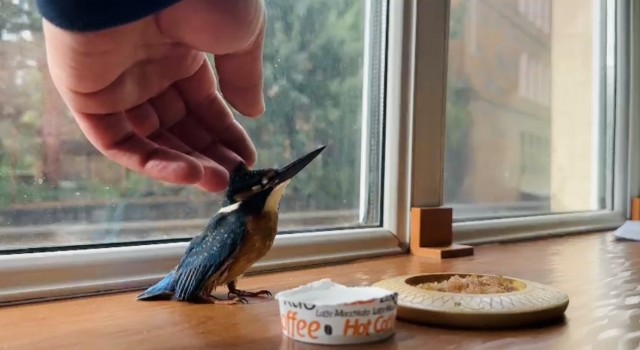 Yalıçapkını, Tatvanda bitkin halde bulundu