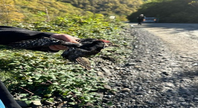 Yaralı halde bulunan ağaçkakan koruma altına alındı